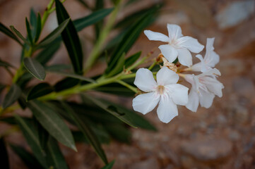 Close-up of white oleanders in bloom. Beautiful tropical flower for garden, nature and floral design.