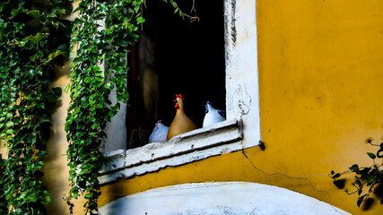 poules à la fenêtre