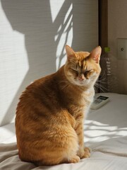 A serene orange cat sits on a bed, eyes closed, peacefully basking in a sunbeam. This cozy scene captures a tranquil moment of perfect relaxation and domestic bliss at home.