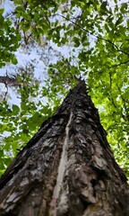 Looking Up at Tall Pine Tree Trunk and Green Canopy
