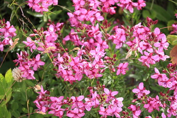 Red alpine flowers close-up Switzerland