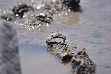 干潟に佇むサワガニ