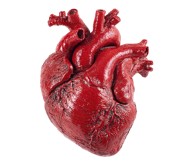 Red anatomical heart, slightly textured, isolated on black