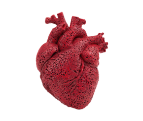 3D model of a human heart, deep red, textured