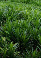 Lush green plants thrive in a picturesque landscape, showcasing biodiversity and healthy ecosystems