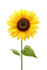Obraz premium Close-up of a vibrant sunflower with a bright yellow blossom and dark brown center, green leaves on a long stem, isolated against black