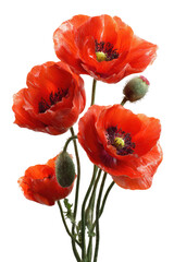 Obraz premium Close-up of four vibrant red poppies