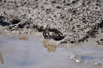有明の干潟で見つけたシオマネキ