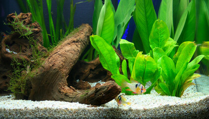 A colorful Ram Cichlid swimming in a beautiful freshwater aquarium with lush green and red aquatic plants and natural driftwood. ramirezi