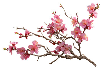 Obraz premium A branch of pink blossoms, displaying delicate flowers and budding growth