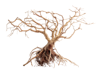 Dried bonsai tree with intricate branches and roots