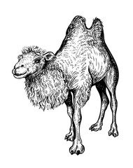 A hand drawn black and white sketch of a standing double-humped camel. Vector illustration of Bactrian camel is native to the steppes of Central Asia it enabled the travel of caravans on the Silk Road