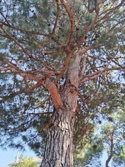 squirrels on a pine tree