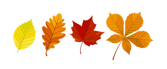 Set of beautiful autumn colorful leaves. Bright maple leaf, oak, elm and chestnut falling leaves. Vector cartoon flat illustration. Elements for cozy design.
