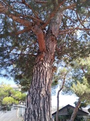squirrels on a pine tree