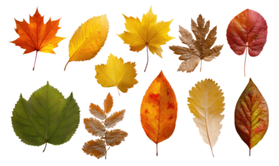 Autumn leaves, various shapes and colors, isolated on black