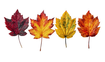 Fototapeta premium Four autumn leaves in varying shades of red, orange, and yellow against a black background