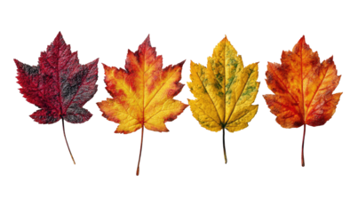 Four autumn leaves in varying shades of red, orange, and yellow against a black background