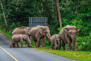 Naklejka premium Its body is gray, its snout is called the trunk. The trunk of the Asian elephant has only one beak. Nakhon Ratchasima, Thailand. 