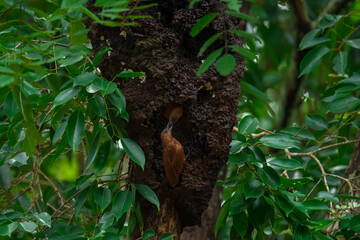 Reddish brown fur, short crest, dense black horizontal stripes on the upper body, short black beak, stripes on the underside of the neck. Male: red stripes on the cheeks. Thailand.