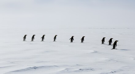 A line of penguins walking across a snowy, icy landscape under a bright, overcast sky. Iceland Antarctica view of ice bergs icy landscape. Snow and ices of the Antarctic islands.