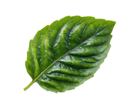 Close-up of a vibrant green leaf with prominent veins