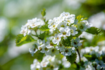 White hawthorn flowers on a green natural background
