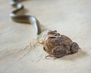 Dog-faced water snake eating asian common toad on concrete floor