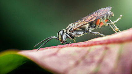 Spider wasp exploring tropical leaf in vibrant nature