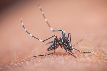 Asian tiger mosquito sucking blood from human skin