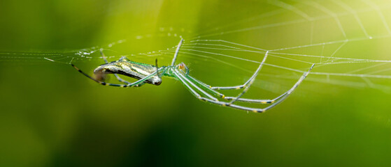 Green spider weaving its web on a sunny day