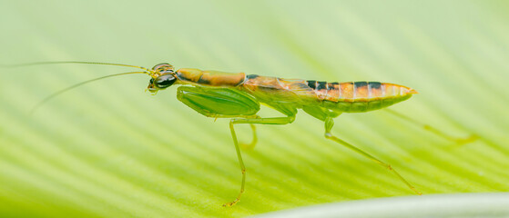 Praying mantis walking on a vibrant green leaf