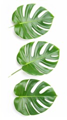 Three green Monstera leaves stacked vertically on a white background, showcasing their distinctive split and hole pattern. Clean, minimal, botanical arrangement