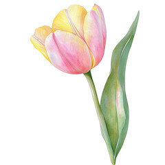 Fototapeta premium Soft pink and yellow tulip flower with green leaf isolated on transparent background