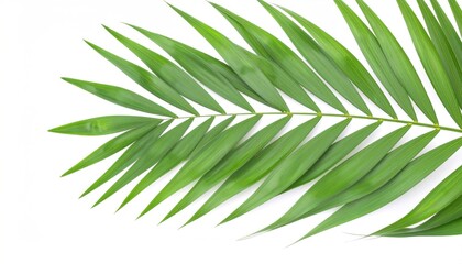 A vibrant, lush green palm frond diagonally positioned on a clean white backdrop, capturing its detailed texture and elegant, pointed leaf segments