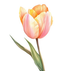 Fototapeta premium Single peach and pink tulip flower isolated on transparent background