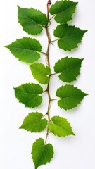 A slender, curving vine displaying alternating, lush green leaves against a crisp white background. Its simple elegance brings freshness to the eye