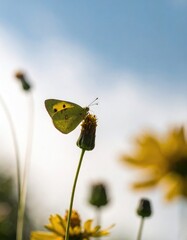 A small yellow butterfly with black spots sits atop a budding flower against a backdrop of soft blue sky and other blurred yellow wildflowers