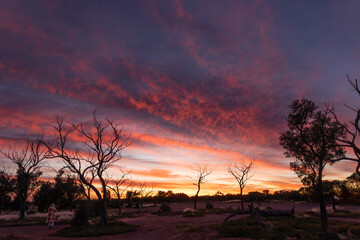 A magnificent sunrise with orange and pink streaked clouds above silhouetted trees and a warmly...