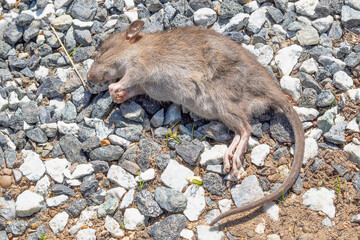 A dead field mouse. Pest control conceptiont