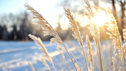 Fototapeta premium Frosted grass glistens in morning light, creating serene winter scene