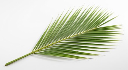 Obraz premium Coconut Leaf Isolated on White Background