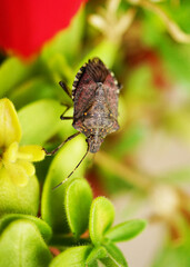 Brown marmorated stink bug (Halyomorpha halys) crawling from branch to branch on a green plant, macro close-up of invasive insect pest in natural environment