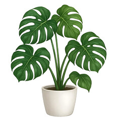 Beautiful Monstera Deliciosa Plant In White Pot illustration on transparent Background