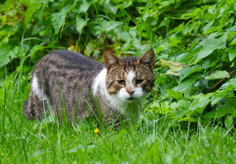 A sad and dejected little bird walks through the meadow.