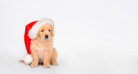 puppy dog ​​golden retriever sits on white background in santa claus hat or father frost. isolated puppy. christmas and new year concept