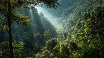 Sunlight piercing a lush valley. Sunlight beams through dense forest canopy, highlighting a narrow valley. Verdant trees and foliage create a peaceful atmosphere