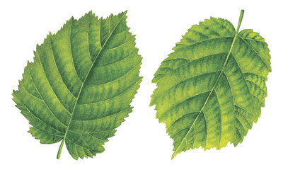 Green fresh leaves of hazelnut. Hand drawn botanical watercolor painting of forest filbert nut tree greenery isolated on white background. Botanical drawing for packaging, labels, invitations, cards