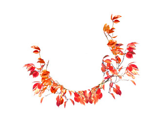 Autumn maple leaves and empty space