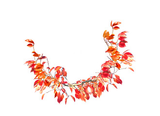 Autumn maple leaves and empty space
